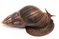 Lissachatina fulica Madagascar adult